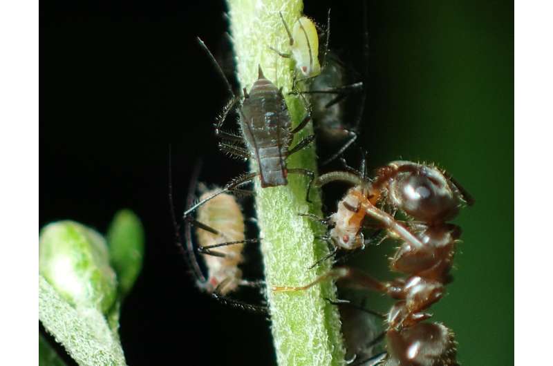 Ants—master manipulators for biodiversity, or sweet treats