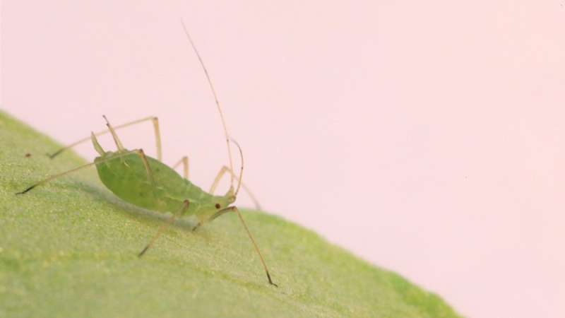 Aphids use sight to avoid deadly bacteria, could lead to pest control