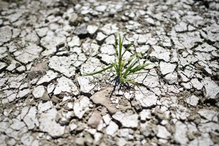 A plant is pictured at the dried out riverbank of Elbe in Magdeburg