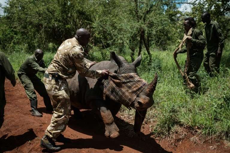 A ranger of Kenya Wildlife Services tries to calm down a female Southern white rhino after she was shot by a tranquilizer from a