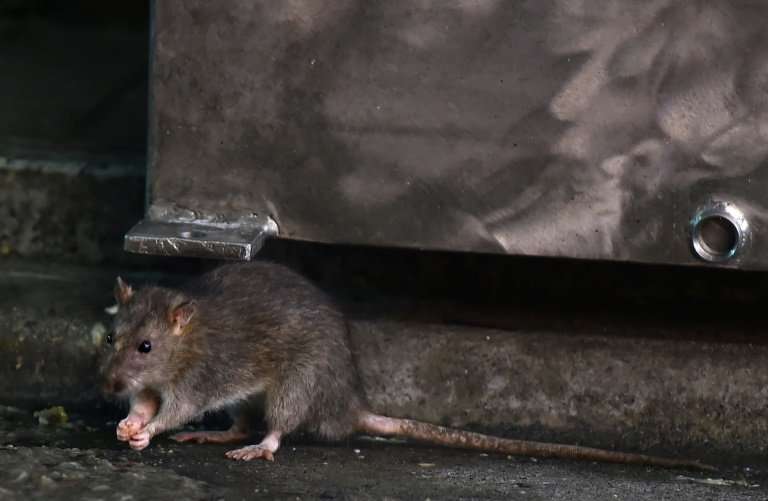 A rat near Tokyo's Tsukiji fish market, which is soon to close after 83 years—an event expected to unleash a mass exodus of tens