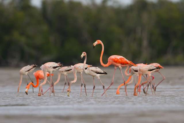 Are flamingos returning to Florida?