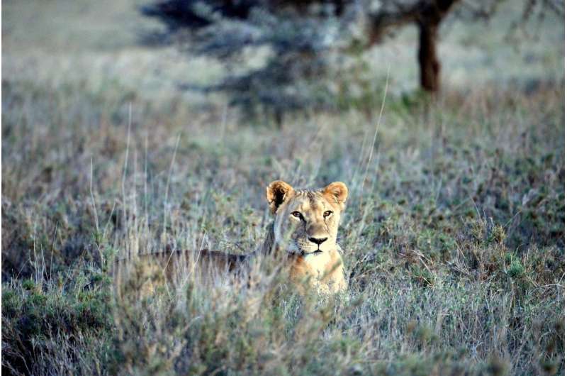 Are vulnerable lions eating endangered zebras?