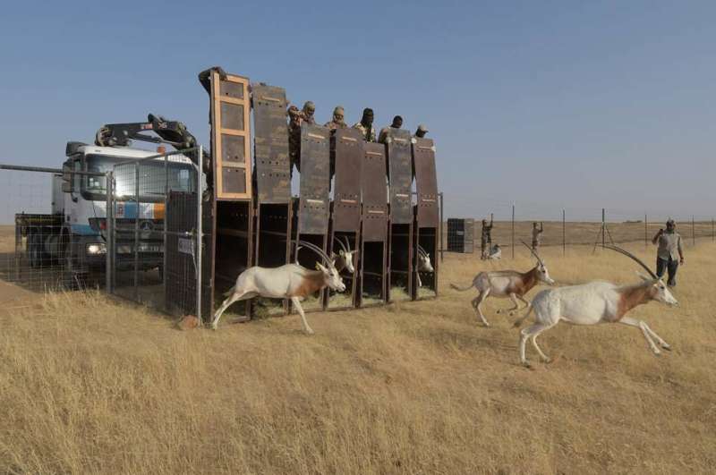 Armed conflicts in Sahara and Sahel endangering wildlife in the region