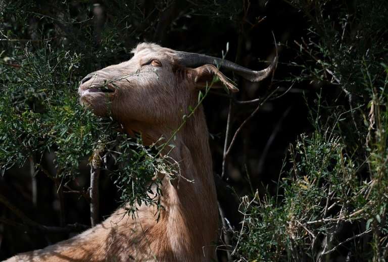 Around 40 goat herders are taking part across Portugal in the initiative