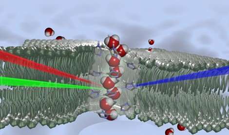 Artificial bio-inspired membranes for water filtration