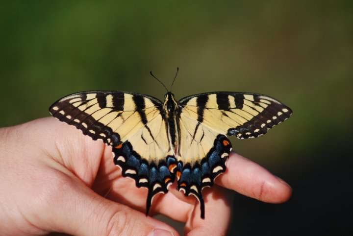 As climate changes, so could the genes of the Eastern tiger swallowtail butterfly