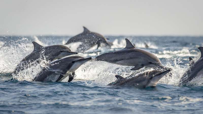A seachange needed in fisheries to give dolphins, whales and porpoises a chance