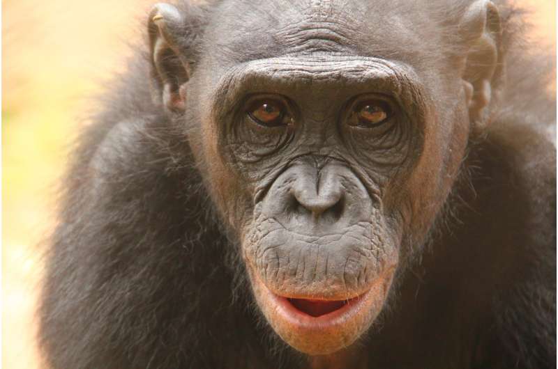 A sense of disgust in bonobos?