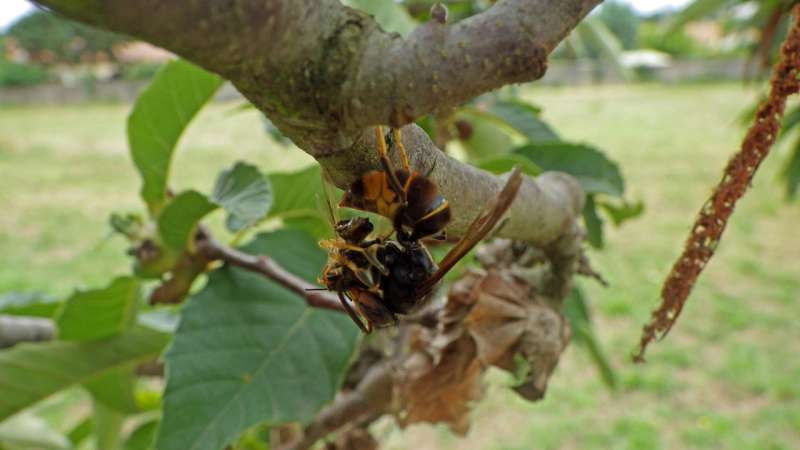 Asian hornet nests found by radio-tracking