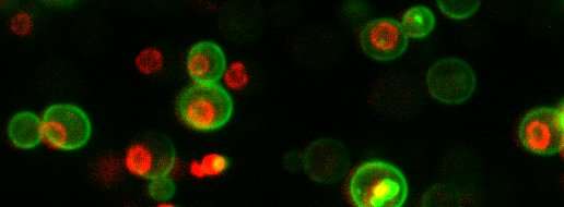 A simple cell holds 42 million protein molecules, scientists reveal