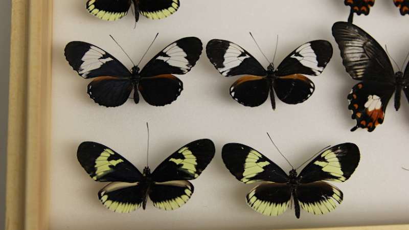 A single genetic switch changes butterfly wing color
