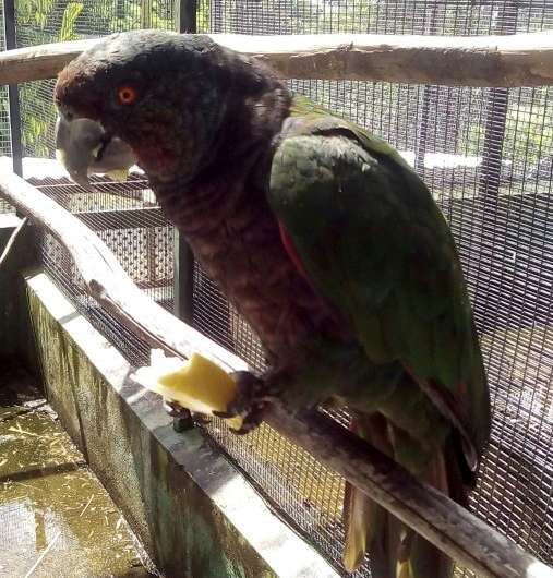 A sisserou parrot, which takes center place in the national flag of Dominica, at the breeding center in Roseau, Dominica
