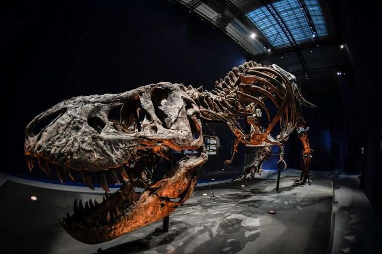 A skeleton of a Tyrannosaurus Rex dinosaur will be displayed at the French National Museum of Natural History in Paris