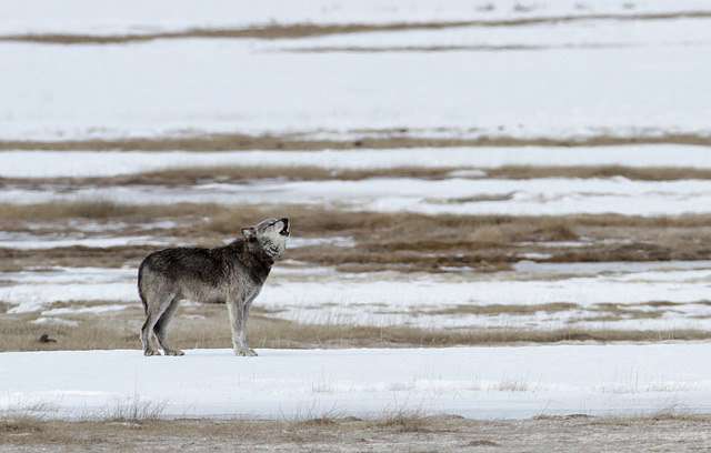 Aspen is making a comeback in and around Yellowstone National Park, because of predators