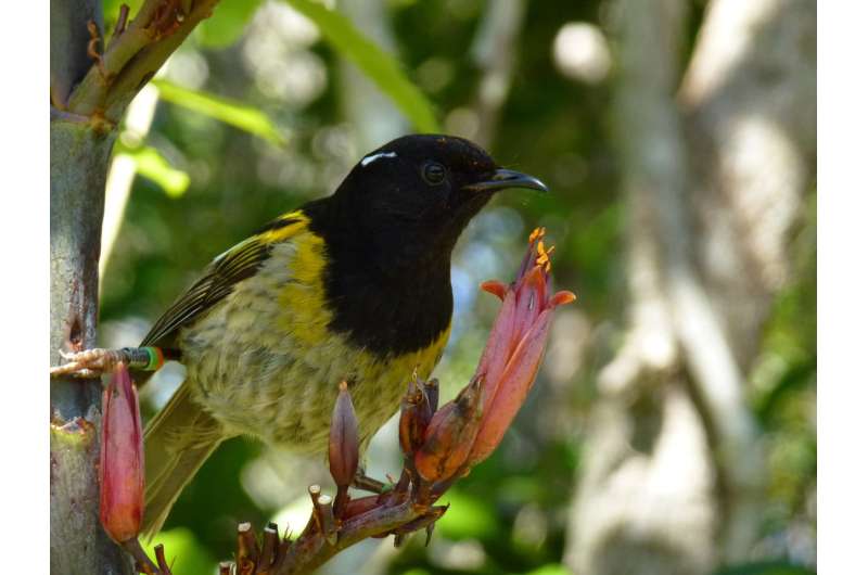 A sperm race to save one of New Zealand’s threatened birds, the sugar-lapping hihi