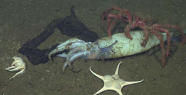 A squid graveyard and a deep-sea buffet