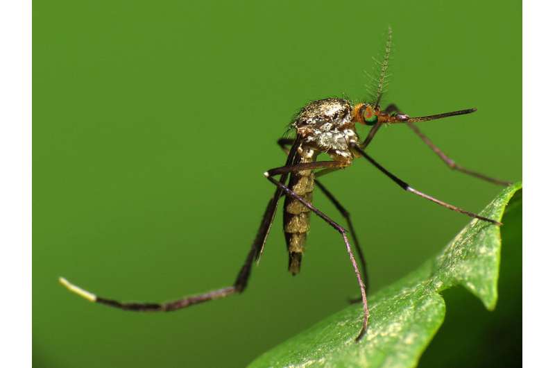 As Venezuela's public health system collapses, mosquito-borne viruses re-emerge