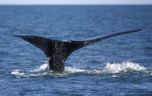 As whales fade, movement they spawned tries to keep up hope