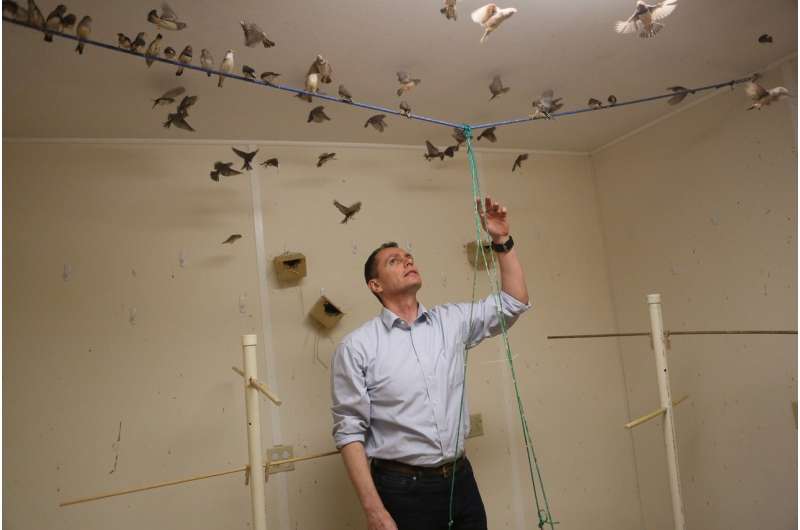 At AAAS: Reducing bird-related tragedy through understanding bird behavior