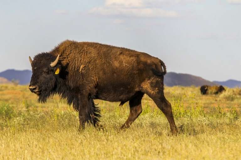 At El Uno ranch in Chihuahua state, Mexico, American bison, also known as buffalo, live in semi-capitivity with the goal of main