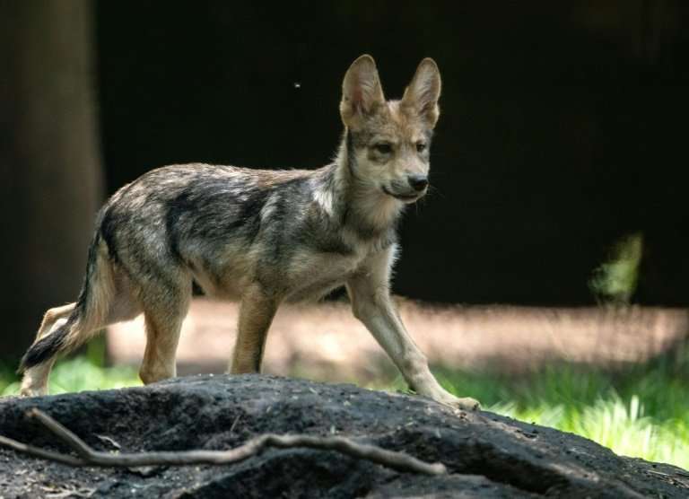 A three-month-old Mexican wolf (Canis lupus baileyi) at the Coyotes Zoo in Mexico City