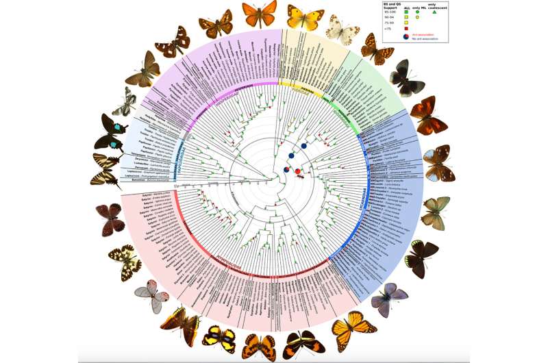 At last, butterflies get a bigger, better evolutionary tree