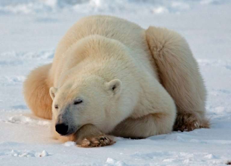 At last count in 2011, there were 15,500 polar bears in Canada