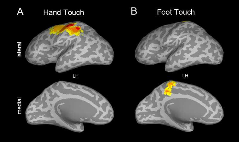 A 'touching sight': How babies' brains process touch builds foundations for learning