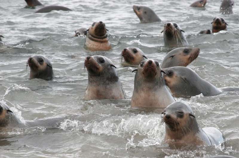 Australian fur seal pup population is shrinking