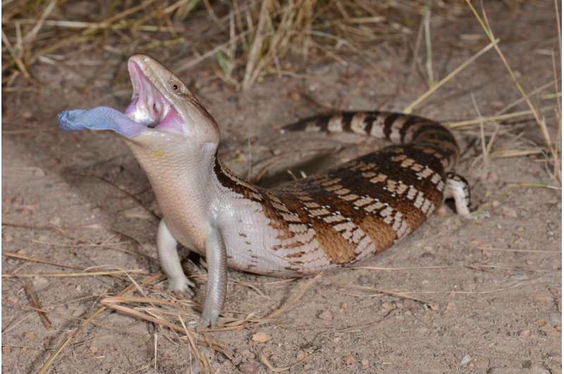 Australian lizard scares away predators with ultra-violet tongue