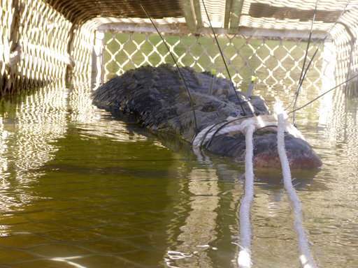 Australian rangers trap big crocodile near tourist gorge