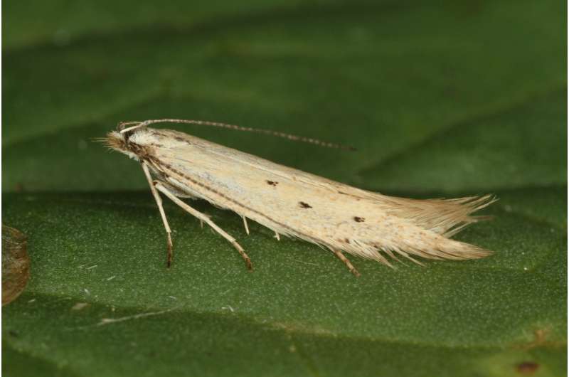 Austrian-Danish research team discover as many as 22 new moth species from across Europe