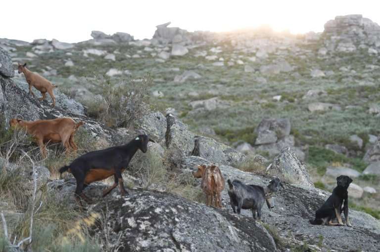 Authorities hope the firefighting goats will help stop blazes spreading from one forest to another and better contain any fires