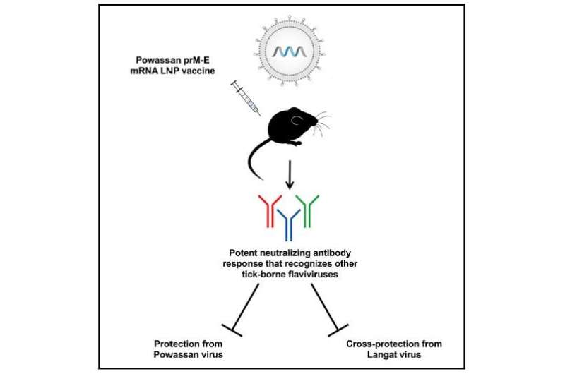 A versatile vaccine that can protect mice from emerging tick-borne viruses