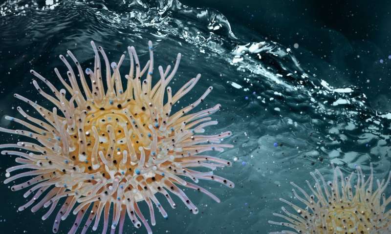A water treatment breakthrough, inspired by a sea creature