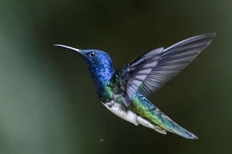 A White-Necked Jacobin (Florisuga mellivora) in Colombia's Cloud Forest of San Antonio, in the rural area of Cali