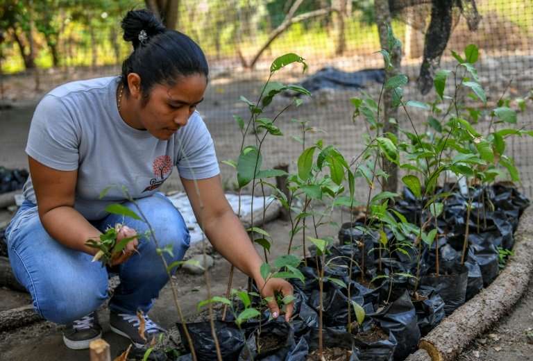 A woman removes weeds from a bed where saplings of the 'magic tree' known as guaimaro are being grown at a farm in the Colombian
