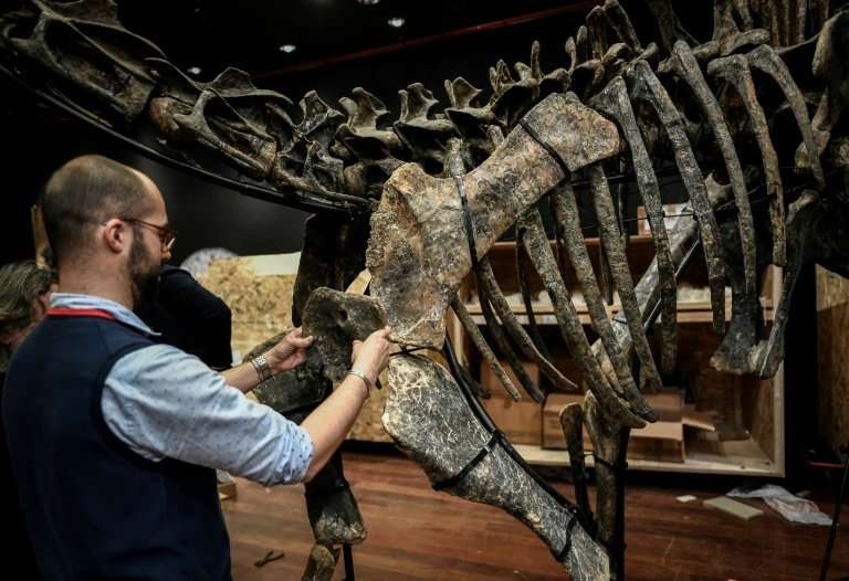 A worker assembles the bones of a diplodocus, one of two dinosaur skeletons being sold at auction in Paris on Wednesday