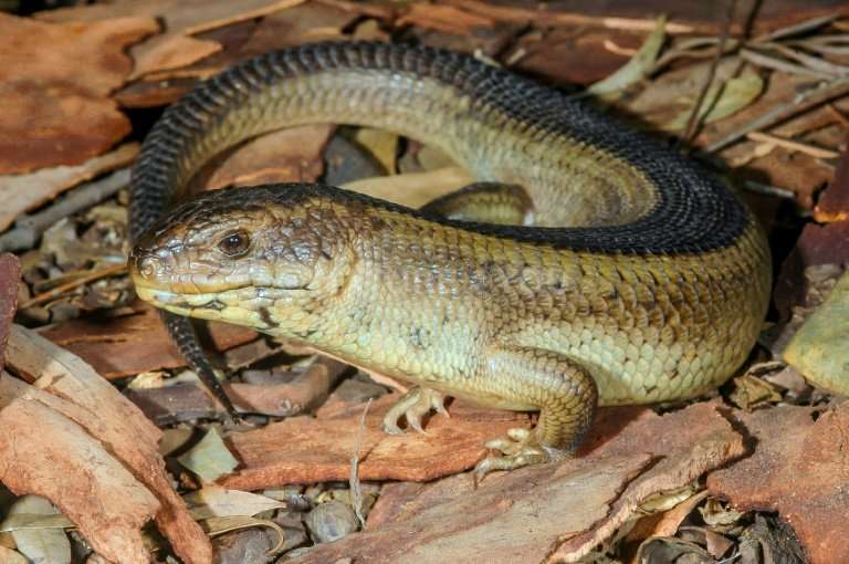 A yakka skink is pictured  in the Australian bush. The first national assessment on the monitoring of threatened birds, mammals,