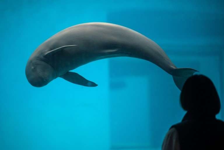 A Yangtze finless porpoise in a pool at the Baiji dolphinarium in Wuhan