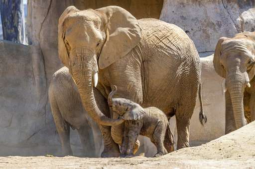 Baby elephant joins herd at San Diego Zoo Safari Park