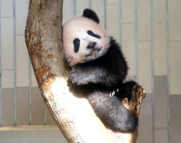 Baby panda Xiang Xiang will be working nearly nine to five as Tokyo's Ueno zoo extends viewing hours for the cuddly creature