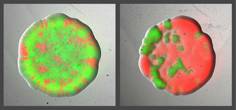 Bacteria can 'divide and conquer' to vanquish their enemies