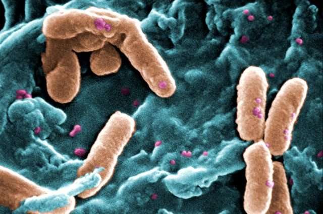 Bacteria can pass on memory to descendants, researchers discover
