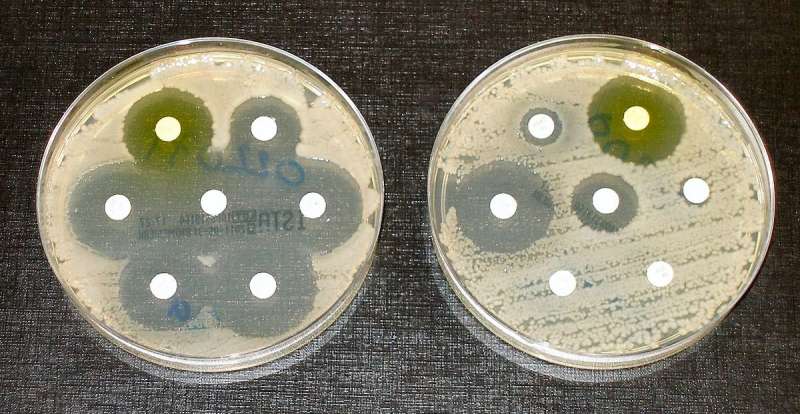 Bacteria may be powerful weapon against antibiotic resistance