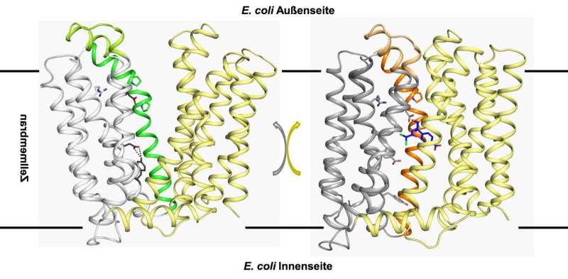 Bacteria: Protein researchers decipher resistance mechanism