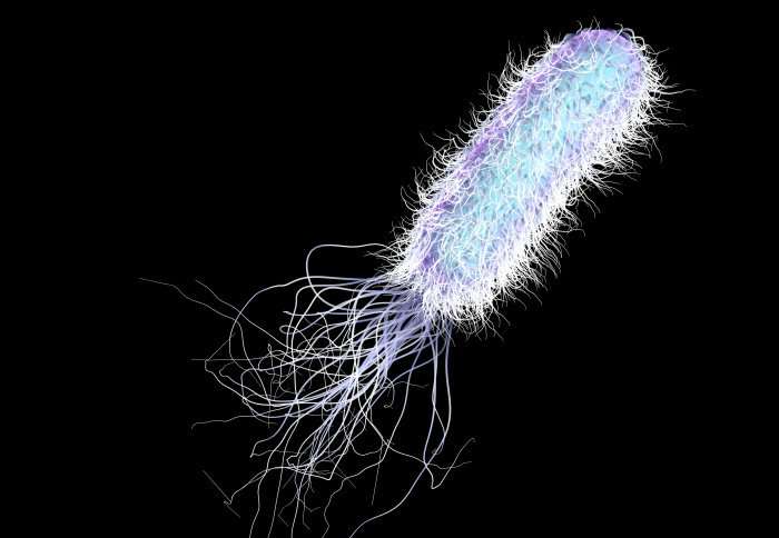 Bacteria ‘translator’ allows bugs to talk to each other for first time