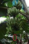 Banana plant extract could be key to creamier, longer lasting ice cream