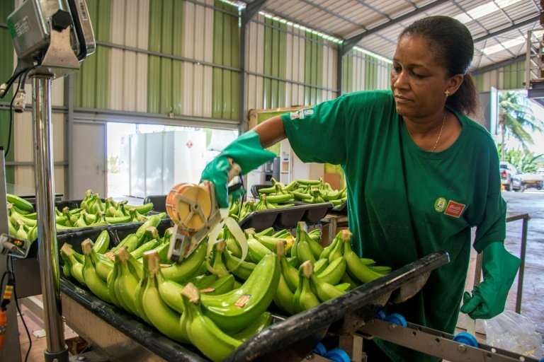 Bananas are Guadeloupe's main crop